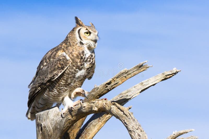 Great Horned Owl with Snow Shoe Hare Stock Image Image of mikael, farming 38543199