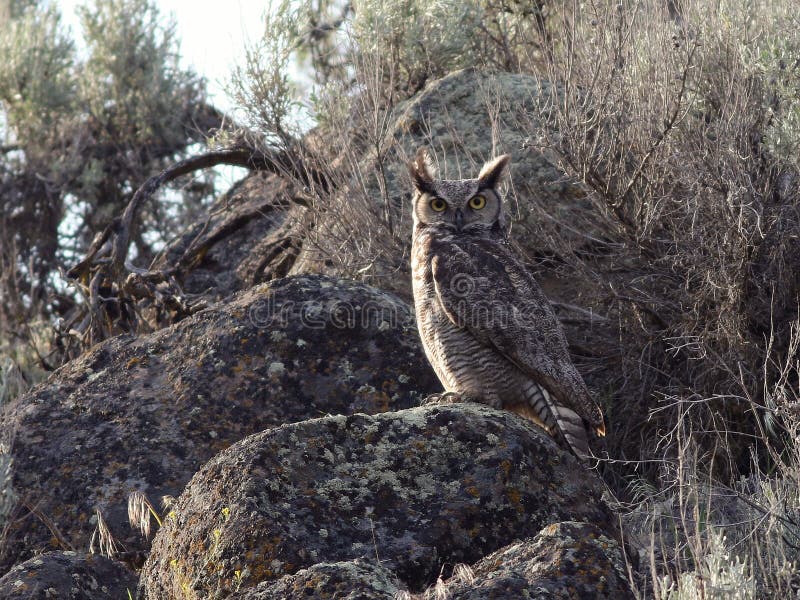 Great Horned Owl Perched on a Boulder Stock Photo Image of great
