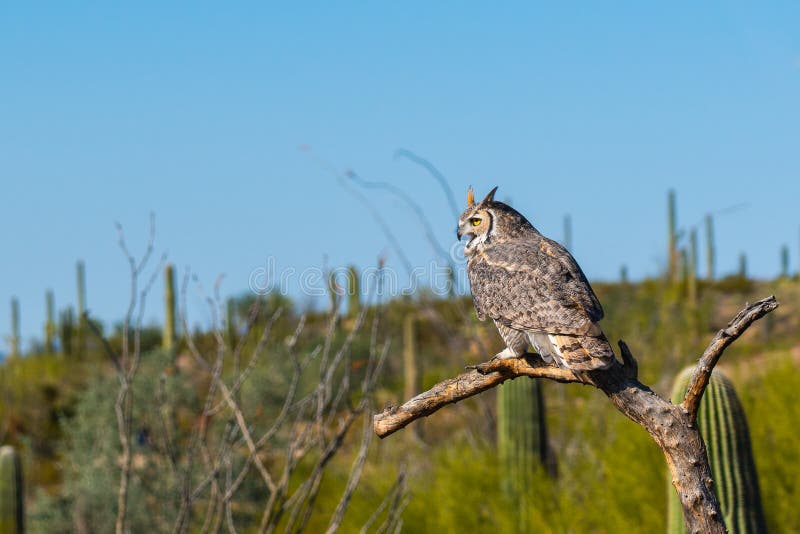 Great Horned Owl Perched on a Dead Tree with Cactus in the Background