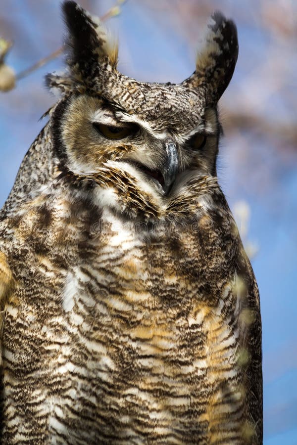 Great Horned Owl With Open Beak Stock Image - Image of beak, prey ...