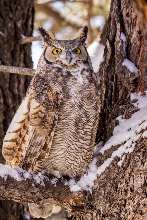 Great Horned Owl in Snow Covered Tree royalty free stock photos Great Horned Owl in Snow Covered Tree royalty free stock photos