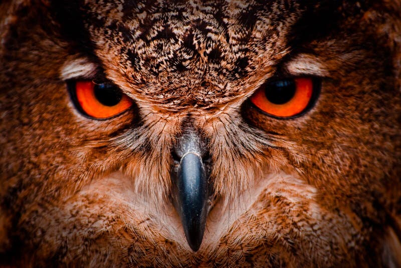 Wise Old Owl Eyes