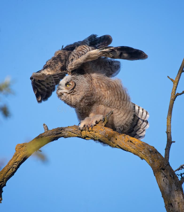 Great Horned Owlet Stretching Its Wings Stock Photo Image of prey