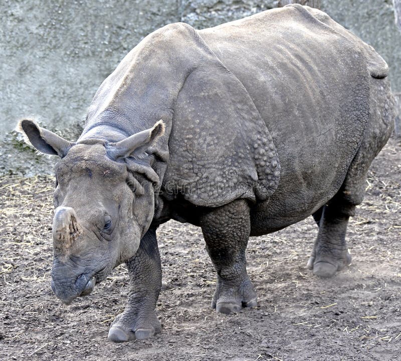 Great indian rhinoceros 10