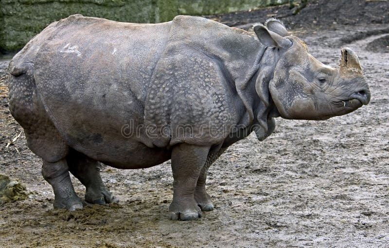 Great indian rhinoceros 5