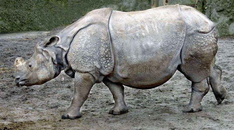 Great indian rhinoceros 6