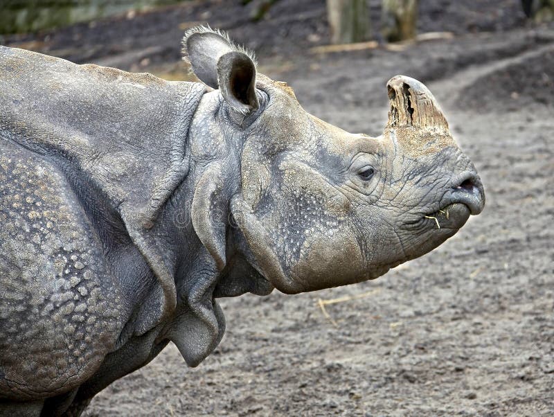 Great indian rhinoceros 7