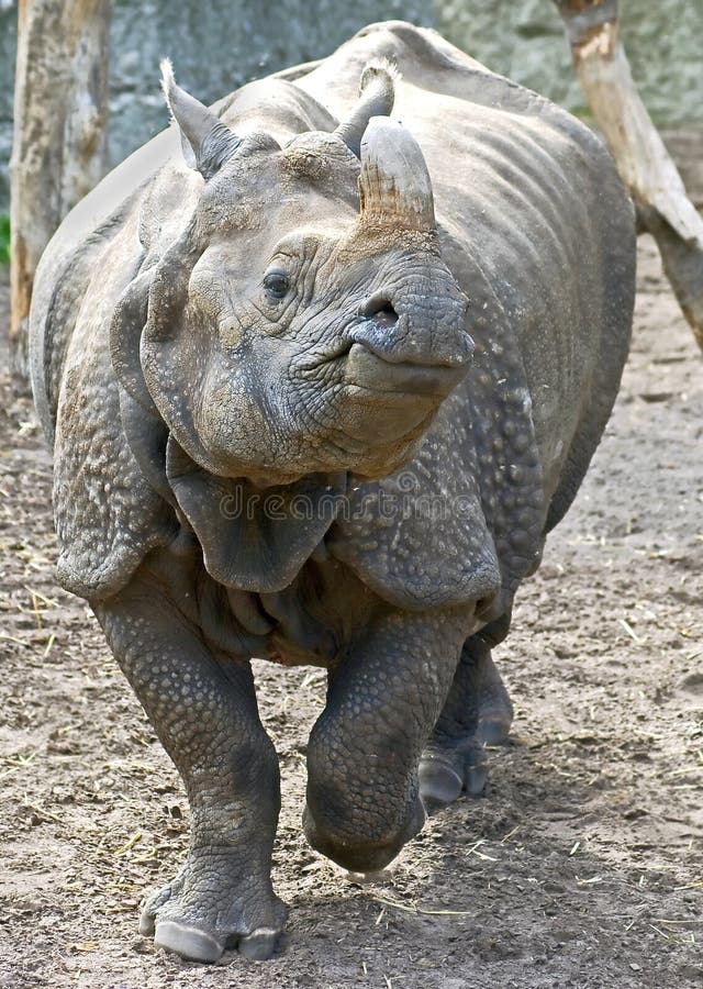 Great indian rhinoceros 9
