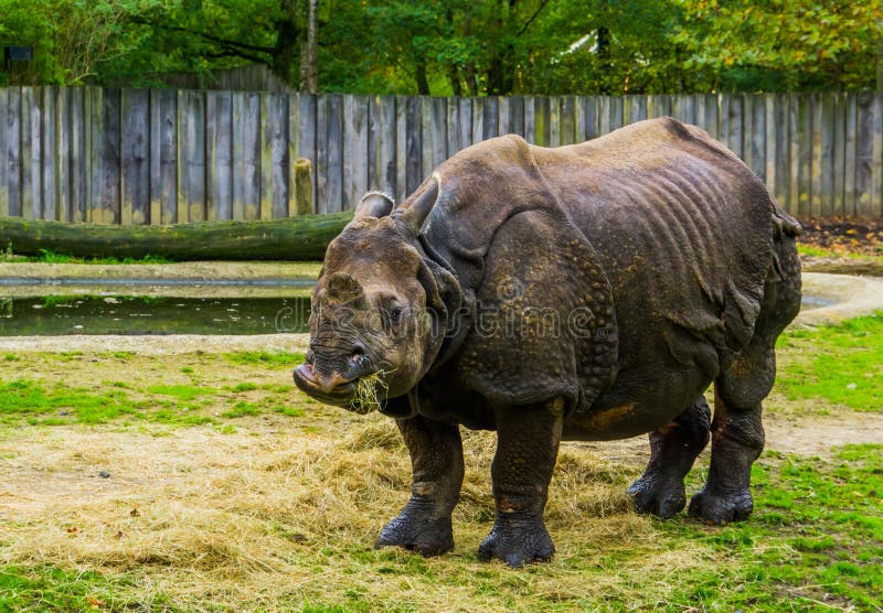 Great indian Rhinoceros eating hay, Rhino diet, Vulnerable animal specie from India