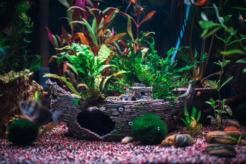 A Great Jungle Planted Aquarium Stock Image Image of hobby, fresh