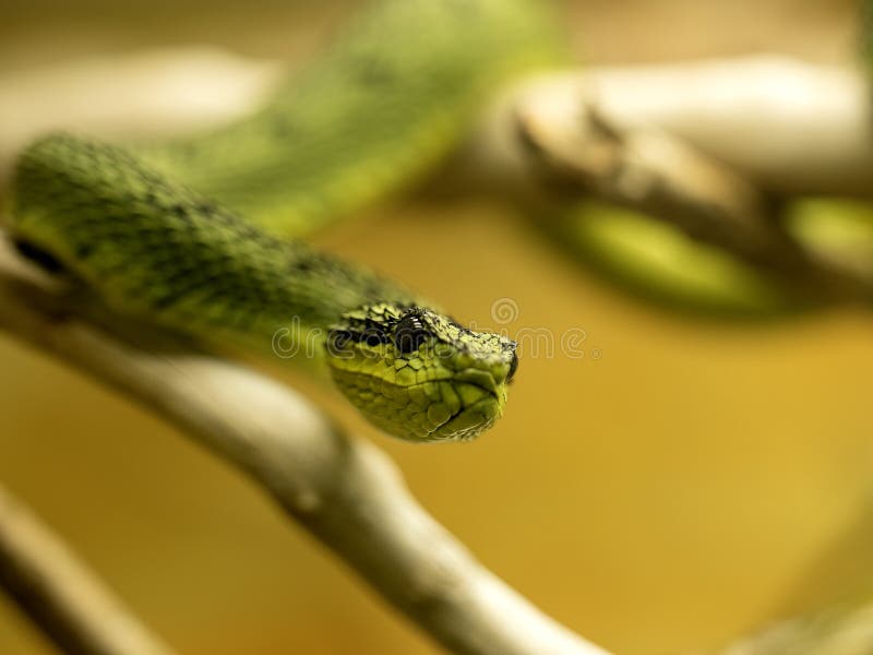 Attacking Snake / Great Lakes Viper / Atheris Nitschei Stock Image