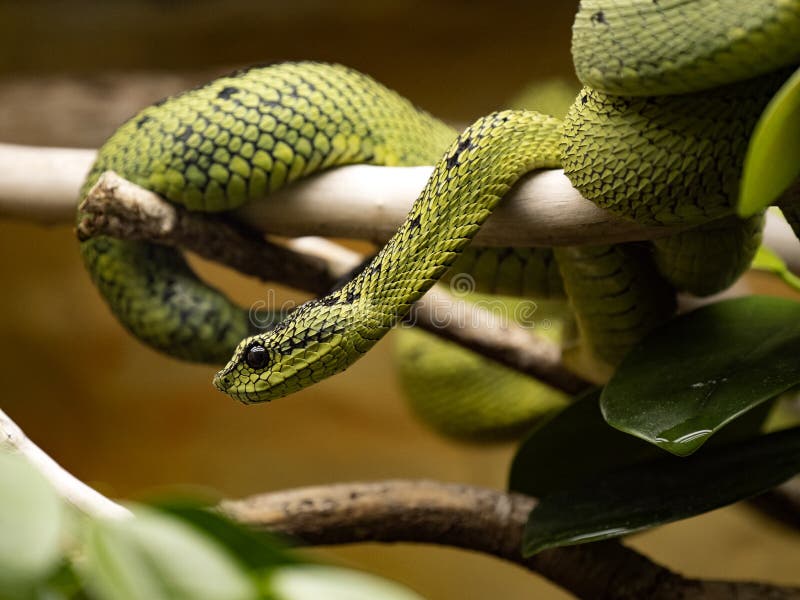 Attacking Snake / Great Lakes Viper / Atheris Nitschei Stock Image