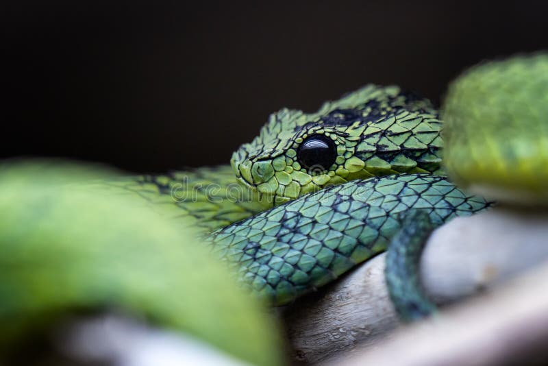 2+ Free Atheris Squamigera & Bush Vipers Images - Pixabay