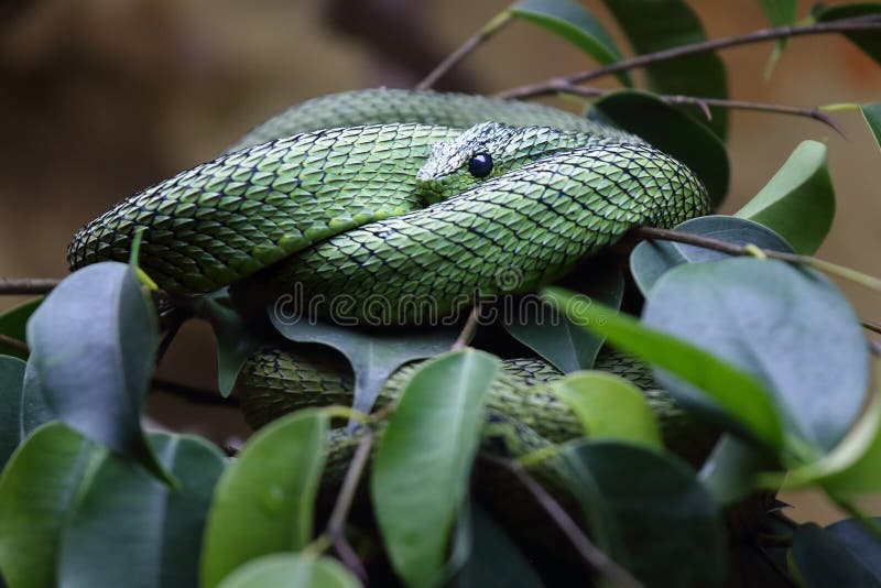 Hairy Bush Viper (Atheris hispida) in Rainforest Nature Stock