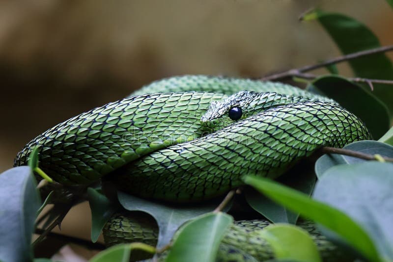 Hairy Bush Viper (Atheris hispida) in Rainforest Nature Stock