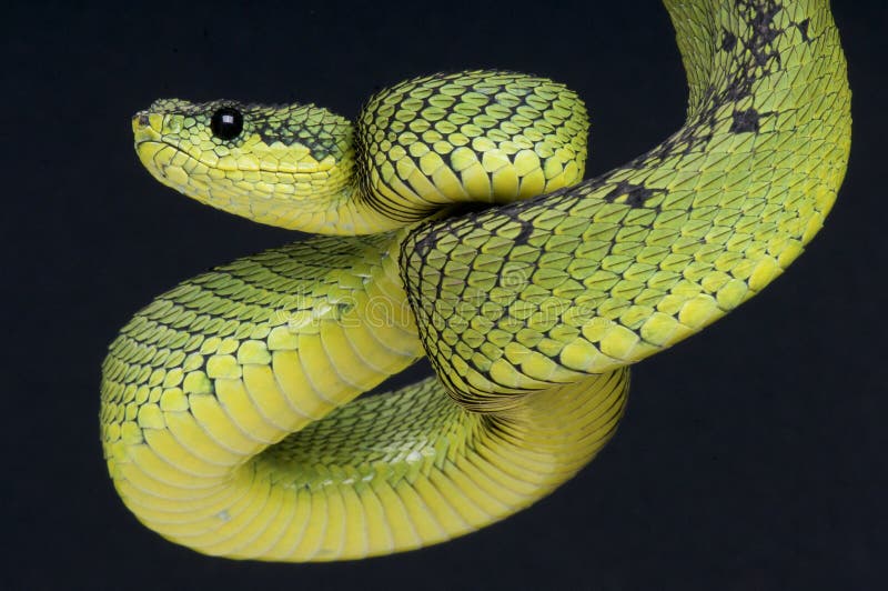 Hairy Bush Viper Atheris Hispida Stock Image - Image of hispida, predator:  140544789