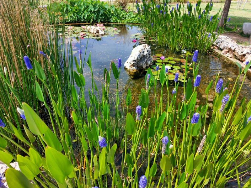 Great little pond in a small Israeli town in Giverny style