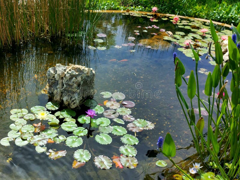 Great little pond in a small Israeli town in Giverny style