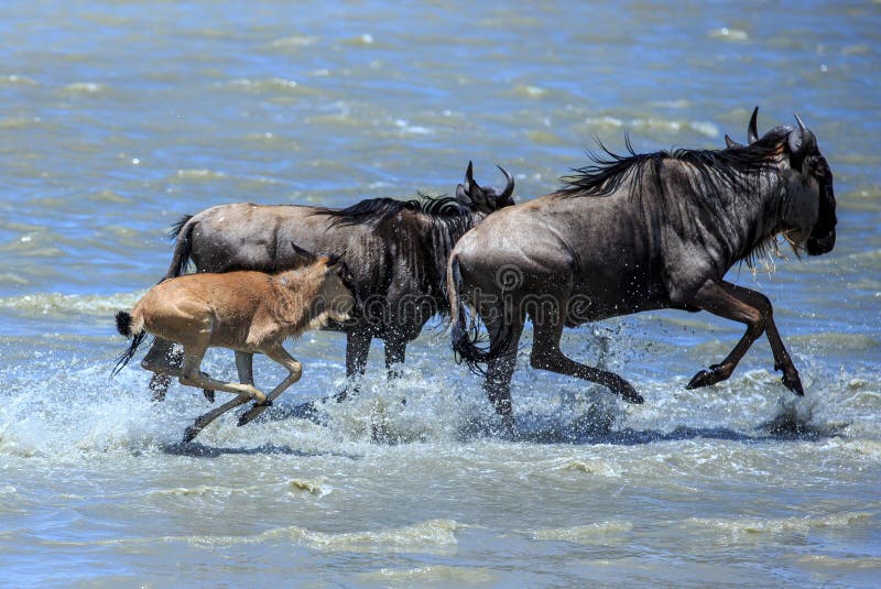 The Great Migration - Wildebeest with calf crossing the river
