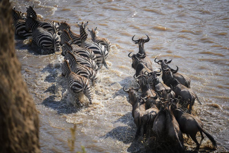 Wildebeest and Zebra crossing the Mara River