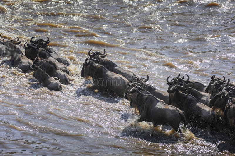 Wildebeest and Zebra crossing the Mara River