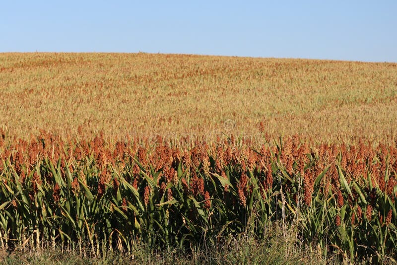 Great Millet field stock image. Image of corn, durra 255100505