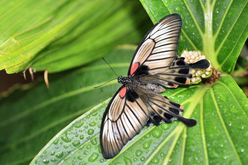 Great mormon butterfly