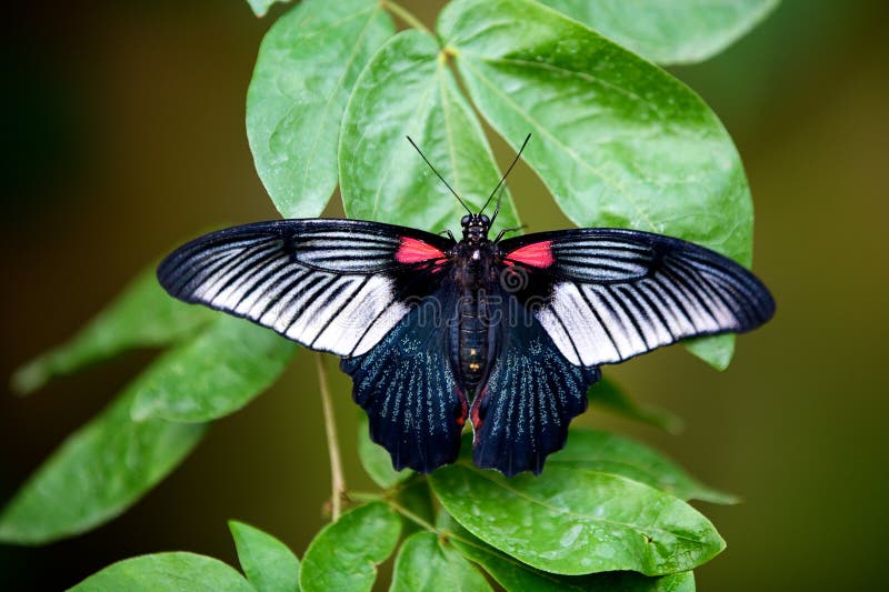 Great Mormon butterfly