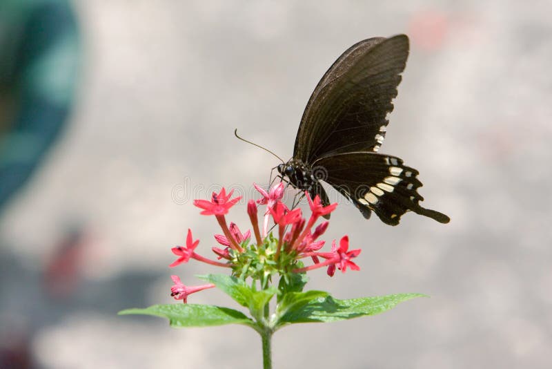 the large dark black butterfly in swallowtail family at Great Mormon. the large dark black butterfly in swallowtail family at Great Mormon