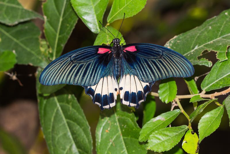 Great Mormon (Papilio memnon agenor) butterfly