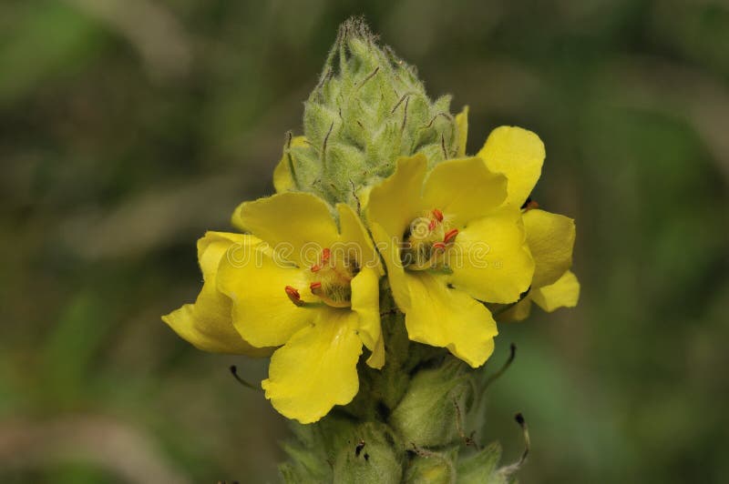 Great Mullein - Verbascum thapsus Closeup of flowers