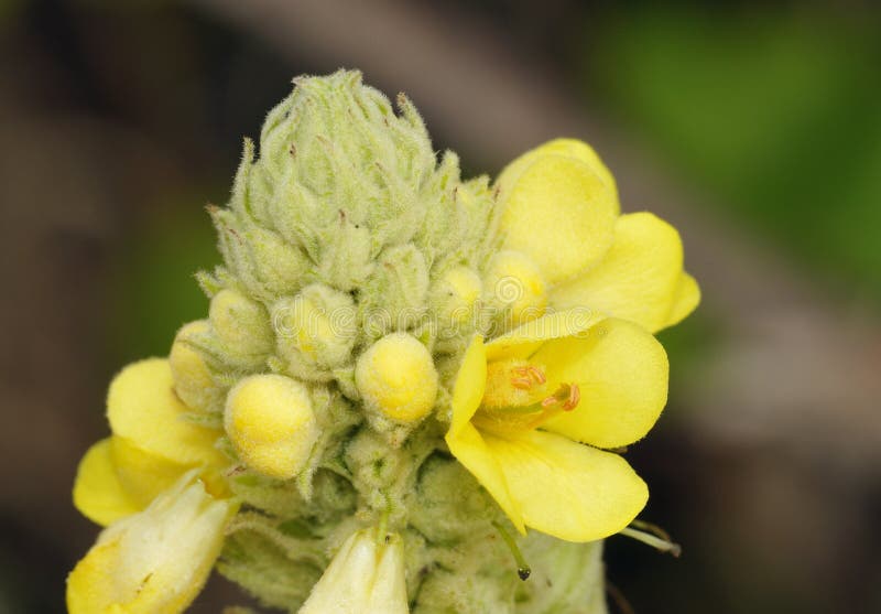 Great Mullein - Verbascum thapsus Closeup of tall yellow flower