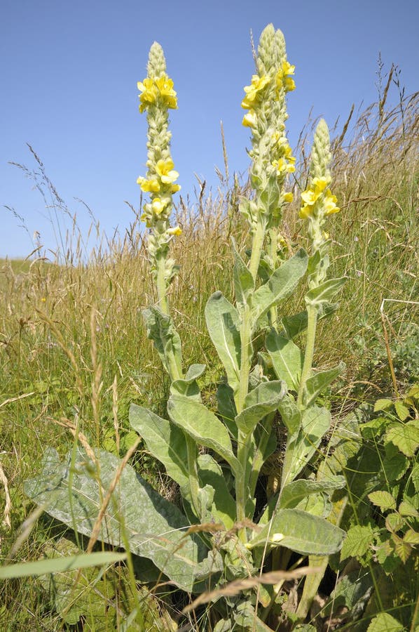 Great Mullein - Verbascum thapsus In Sand Dunes at Kenfig Burrows