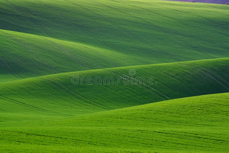Great Natural Green Background. Spring Rolling Green Hills With Fields Of Wheat. Amazing Fairy Minimalistic Spring Landscape With