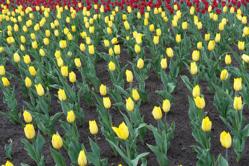 Great number of buds of yellow tulips stock photography