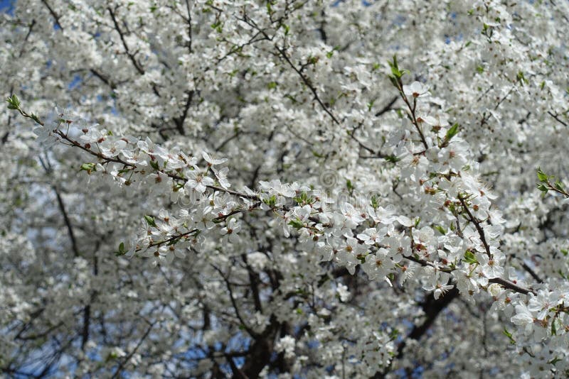 Great Number of White Flowers of Plum in April Stock Photo - Image of ...