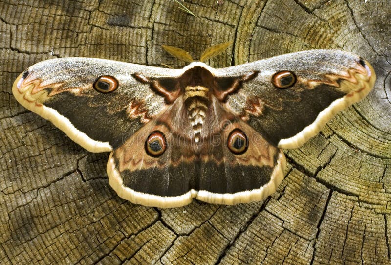 Great peacock moth / Saturnia pyri