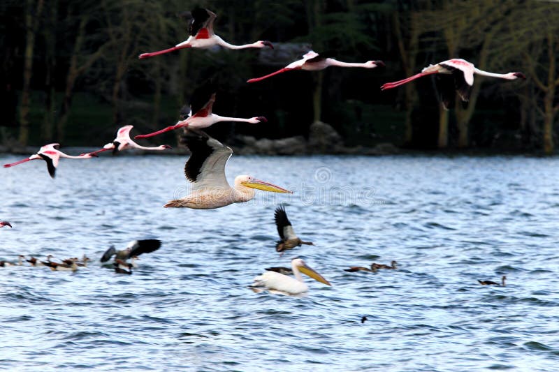 Great Pelican flying with flamingos