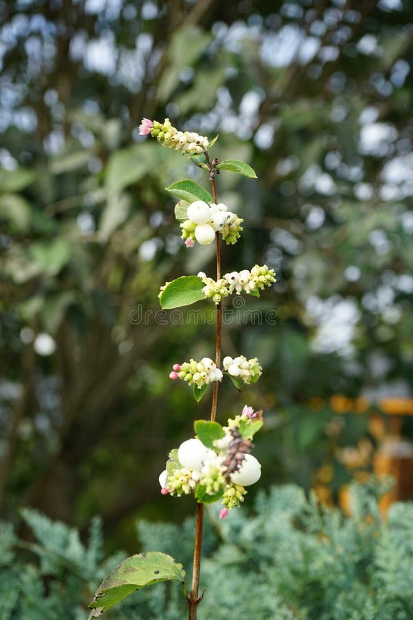 Symphoricarpos Albus is a Species of Flowering Plant in the Honeysuckle ...