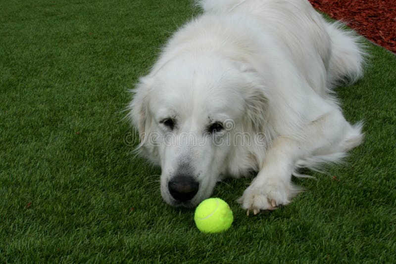 Great Pyrenees Dog With Tennis Ball royalty free stock images Great Pyrenees Dog With Tennis Ball royalty free stock images
