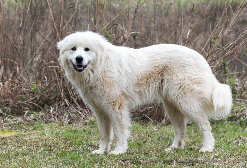 Furry White Great Pyrenees Farm Dog Wagging Tail Stock Image - Image of ...