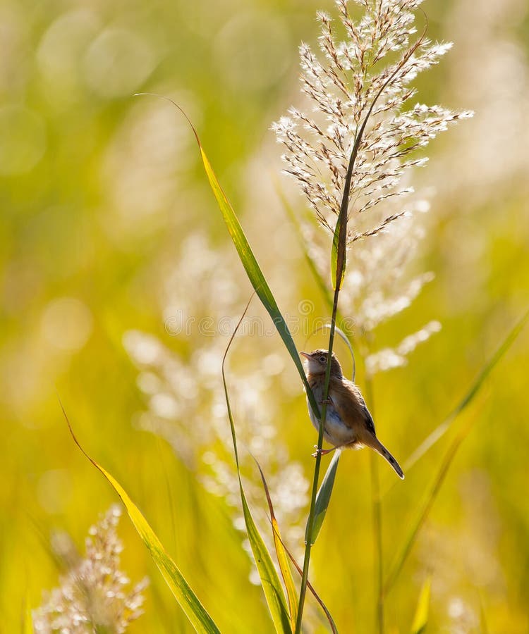 Great Reed Warbler in the sun royalty free stock images Great Reed Warbler in the sun royalty free stock images