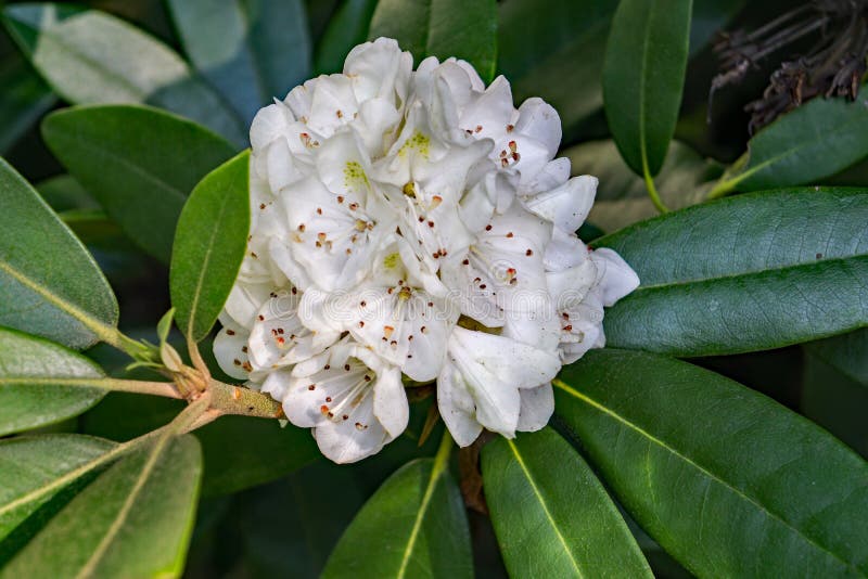 Great Rhododendron - Rhododendron maximum