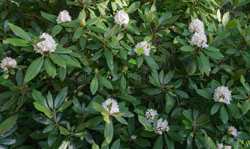 Great Rhododendron - Rhododendron maximum