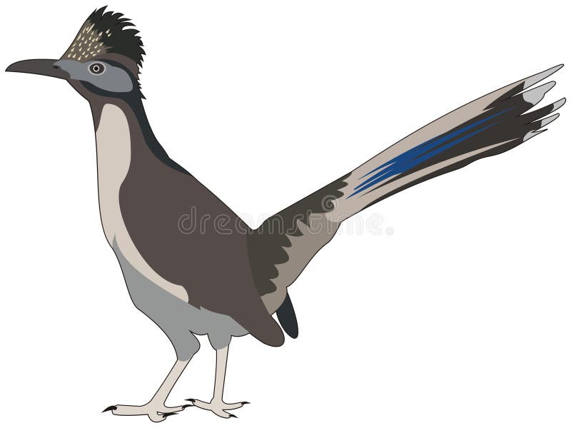 Great roadrunner bird stock vector. Illustration of great - 15819365