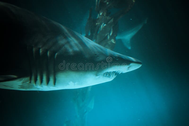 Great Shark Underwater Photo in the deep blue water.