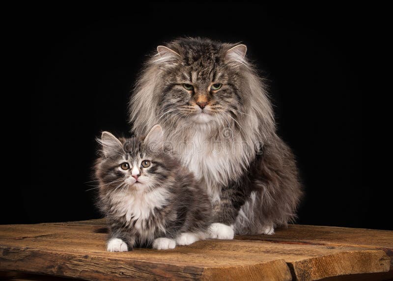 Great Siberian cat on black background with wooden texture