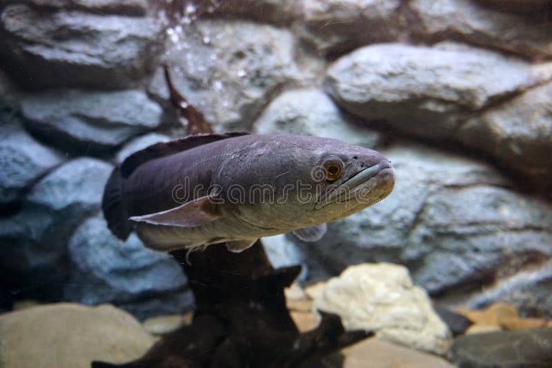 Great Snakehead, Giant Snakehead Fish Swimming in the Aquarium