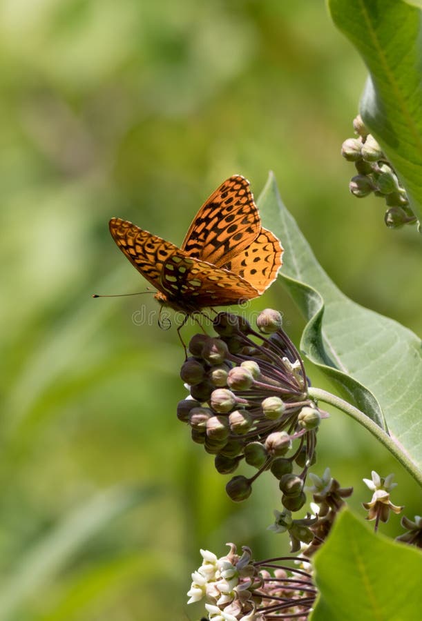 Great Spangled Fritillary butterfly portrait on Milkweed flower, stock photos Great Spangled Fritillary butterfly portrait on Milkweed flower, stock photos