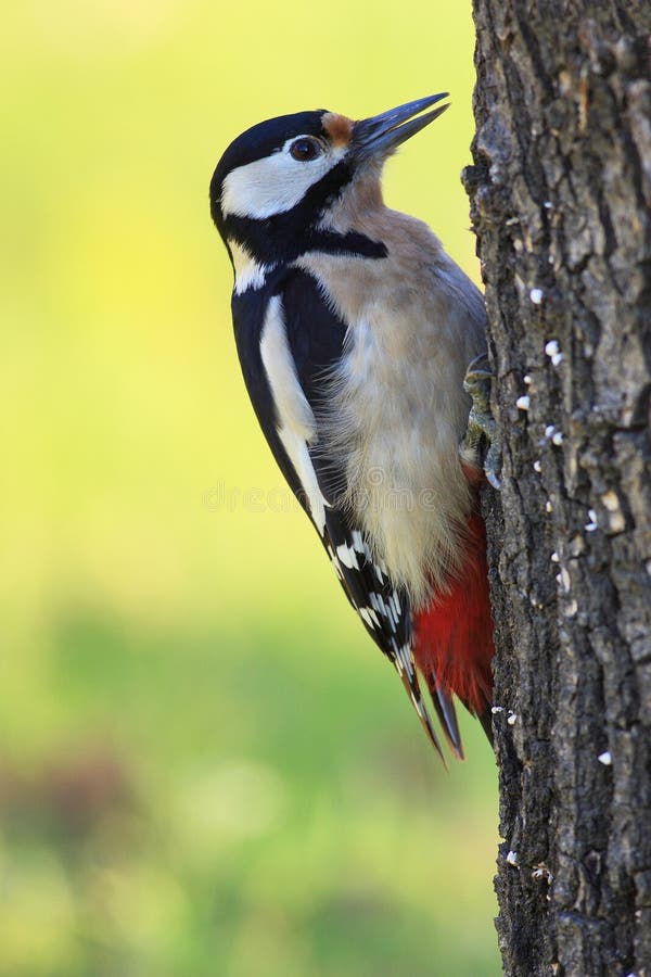 Great spotted woodpecker